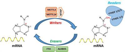 Epitranscriptomics in the development, functions, and disorders of cancer stem cells